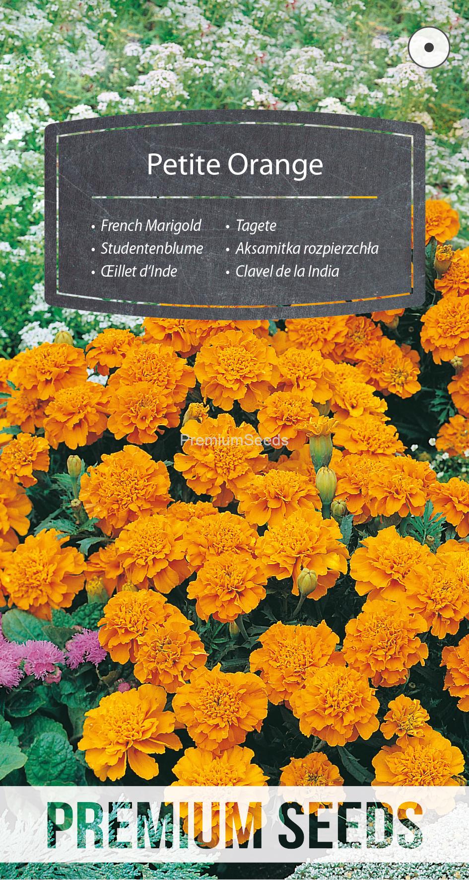 WORLD 14001254PA.indd French Marigold Petite Orange - seeds