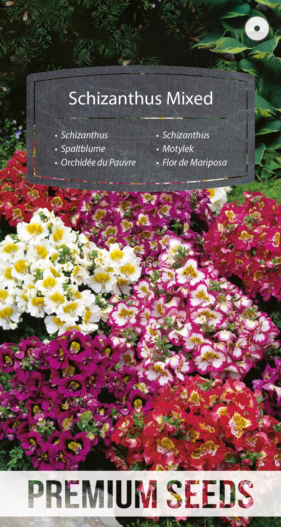 WORLD 14001367PA.indd Schizanthus Mixed - seeds
