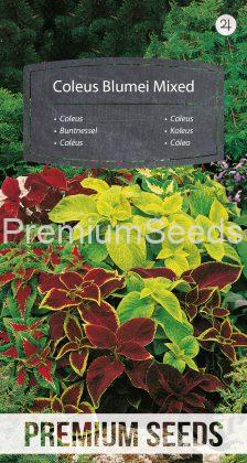 Coleus Blumei Mixed - seeds