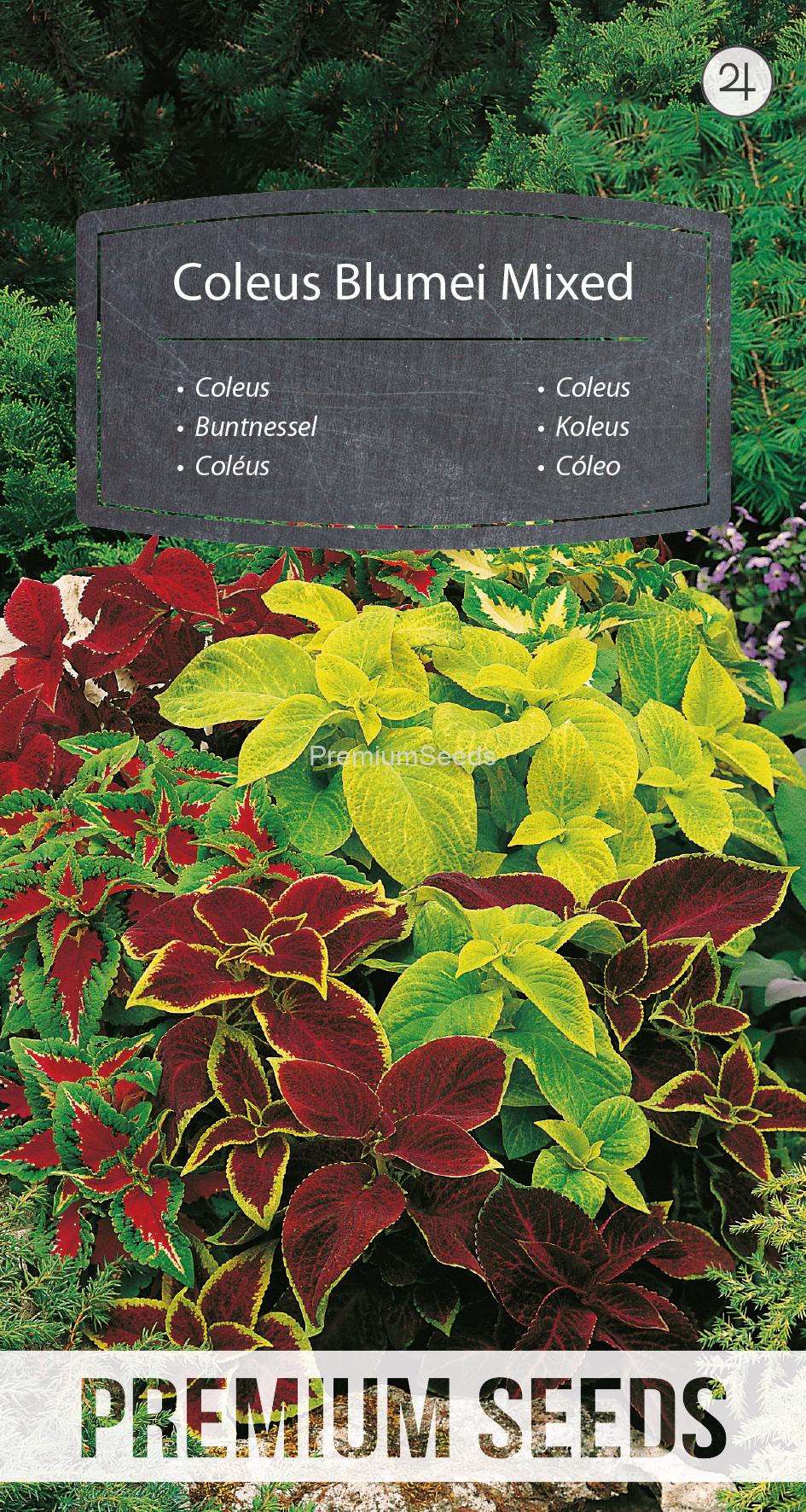 WORLD 14004378PA.indd Coleus Blumei Mixed - seeds