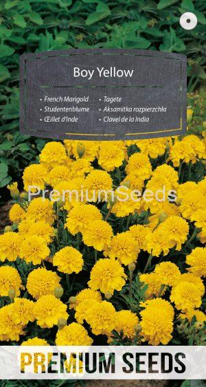 French Marigold Boy Yellow - seeds