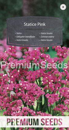 Statice Pink - seeds