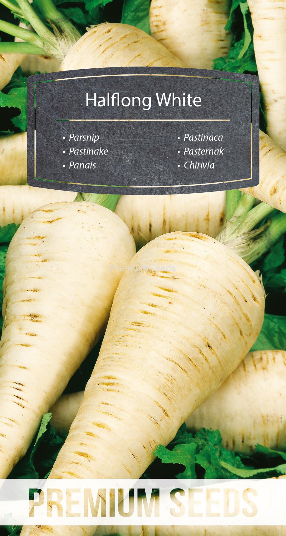 WORLD 14014930PA.indd Panais demi-long Blanc - semences