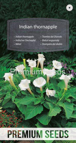 Indian thornapple - seeds
