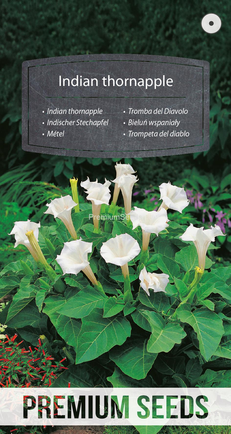 WORLD 14017497PA.indd Indian thornapple - seeds