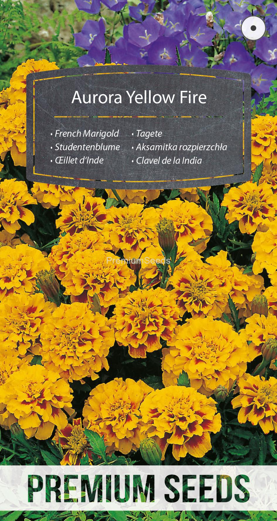 WORLD 14018927PA.indd Studentenblume Aurora Yellow Fire - Samen