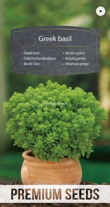 Albahaca griega - semillas