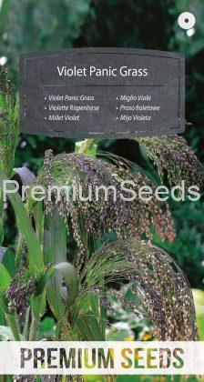 Violet Panic Grass - seeds