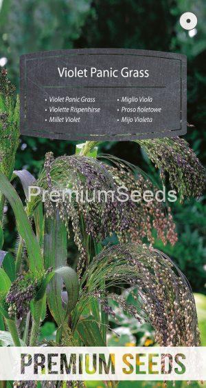 Violet Panic Grass - seeds