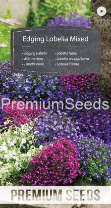 Edging lobelia Mixed - seeds