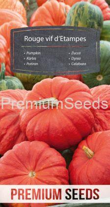 Pumpkin - Rouge vif d'Etampes - seeds