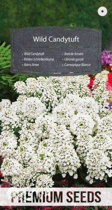 Bittere Schleifenblume - Samen