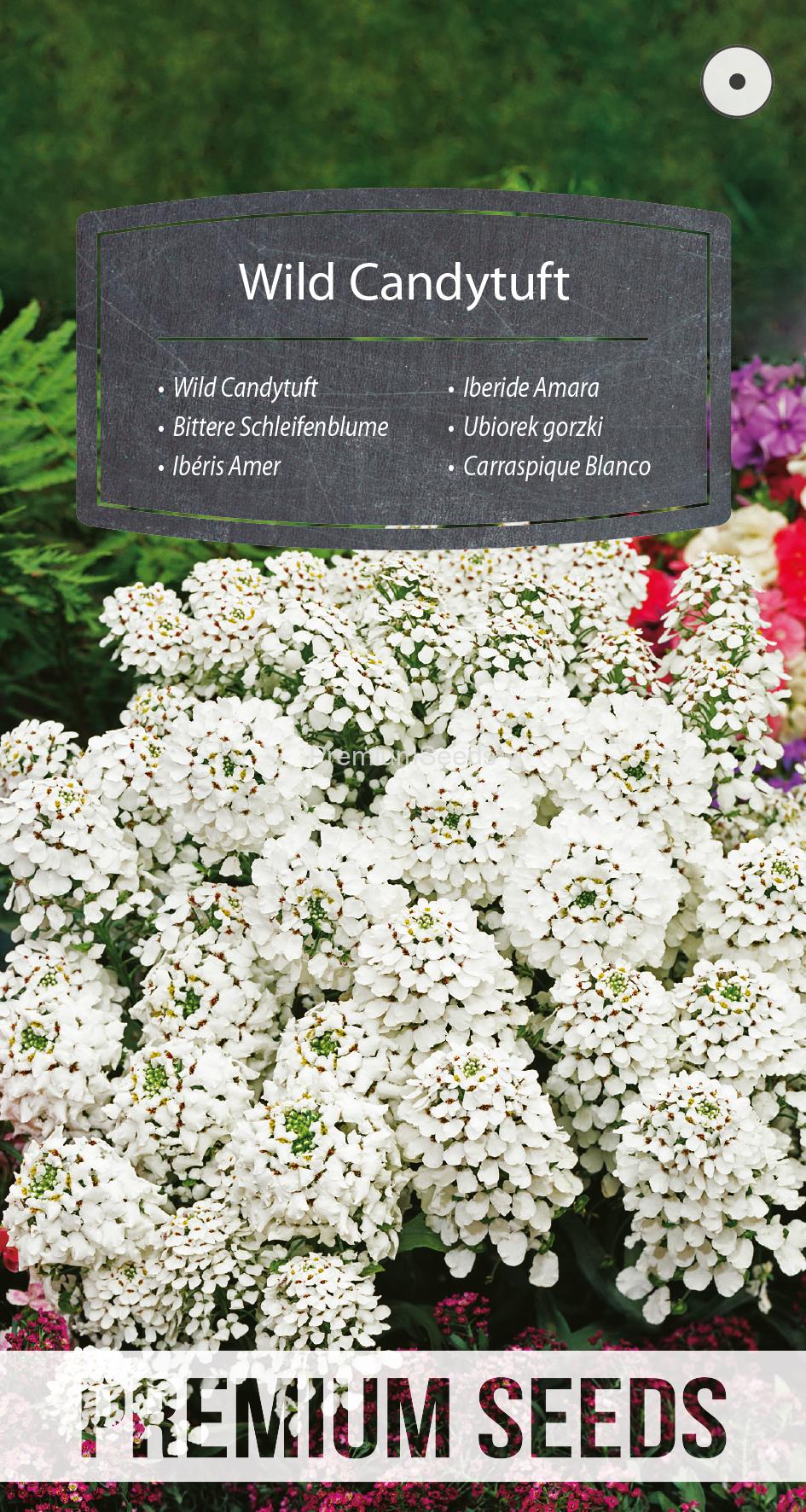 WORLD 14170718PA.indd Wild Candytuft - seeds