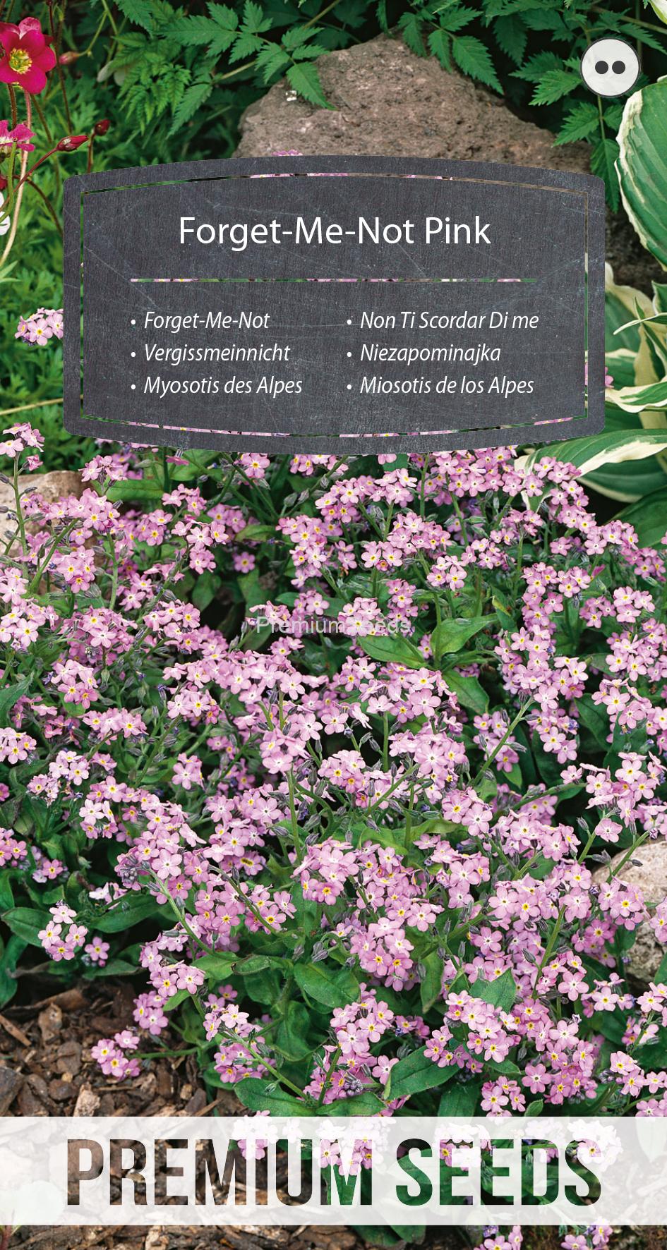 WORLD 14173391PA.indd Vergissmeinnicht Rosa - Samen
