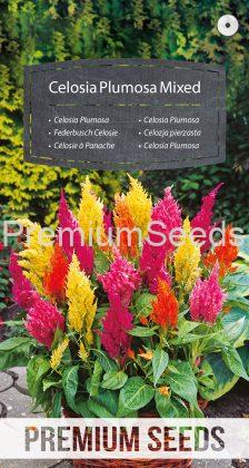 Celosia Plumosa Mixed - seeds