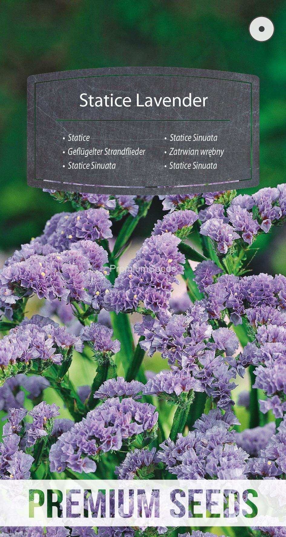 WORLD 14180276PA.indd Geflügelter Strandflieder Lavendel - Samen