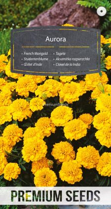 Studentenblume Aurora Yellow - Samen