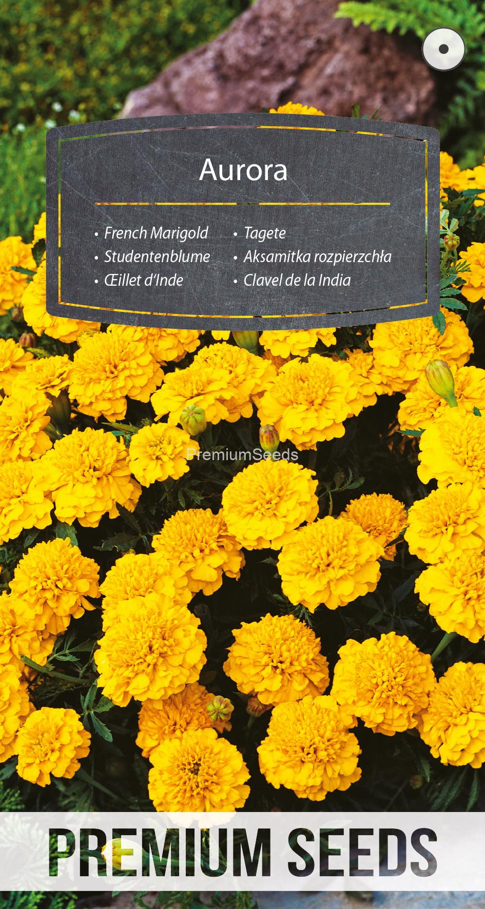 WORLD 14199903PA.indd Studentenblume Aurora Yellow - Samen