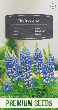 Lupine The Governor - Samen