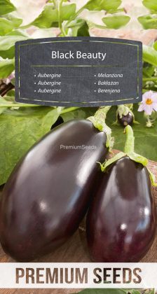 Aubergine Black Beauty - Samen