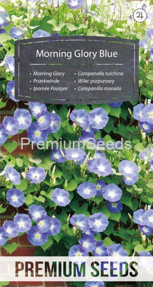 Morning Glory Blue - seeds