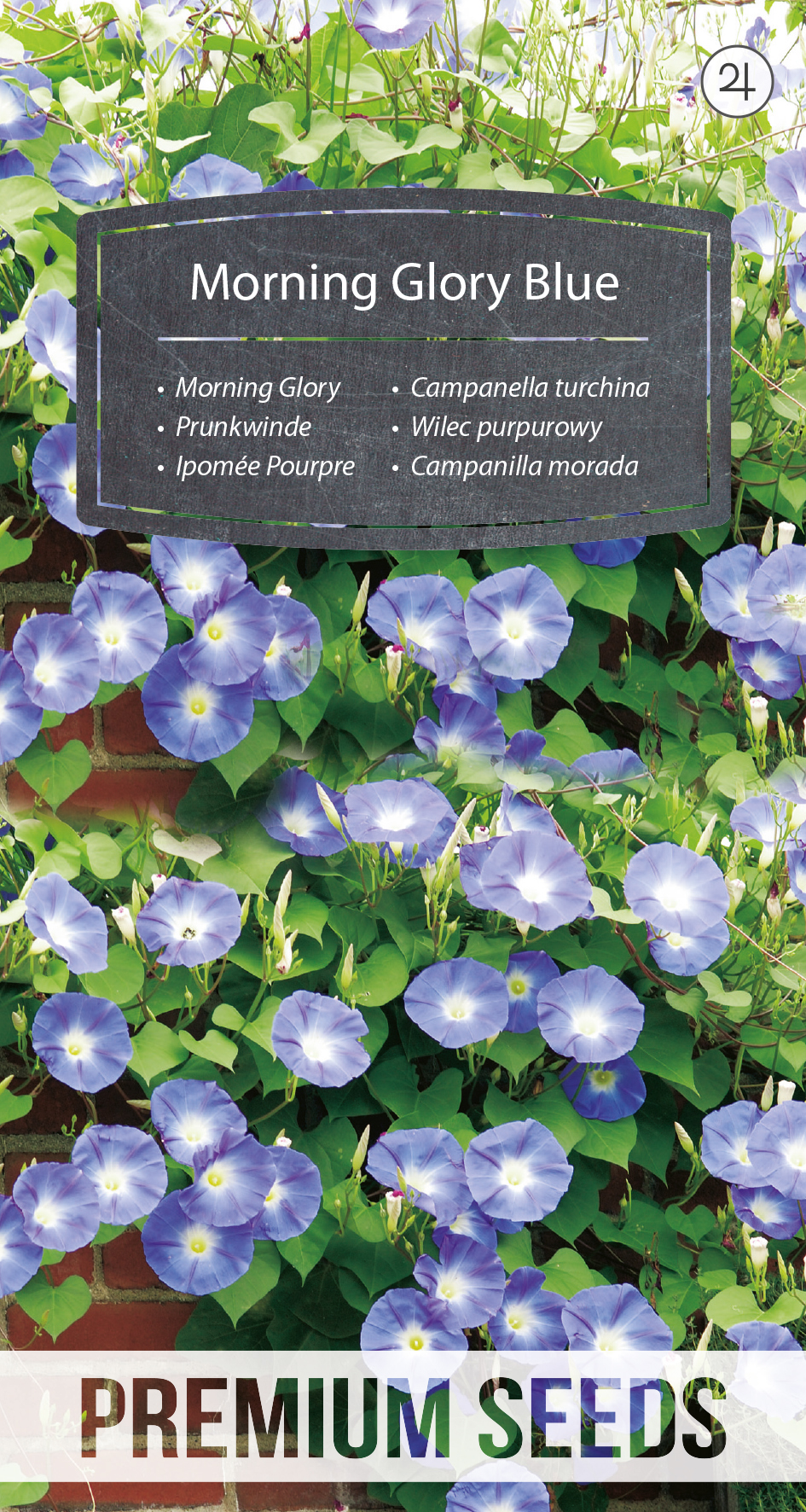 WORLD 14256329PA.indd Morning Glory Blue - seeds