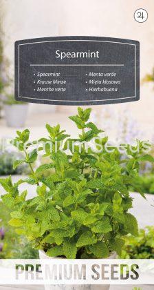 Menta verde - semi