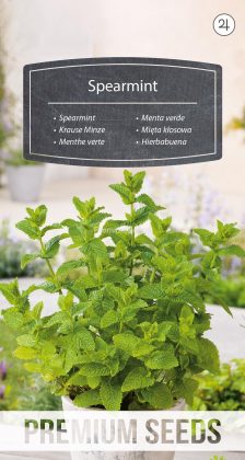 Hierbabuena - semillas