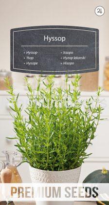 Hyssop - seeds