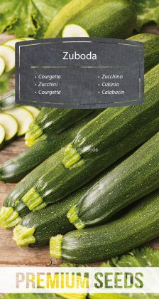 Courgette - Zuboda - semences