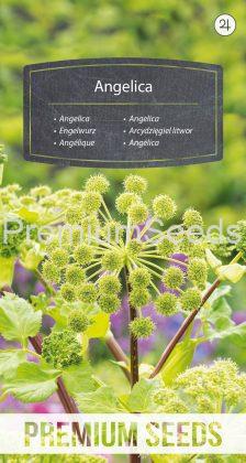 Angelica - seeds