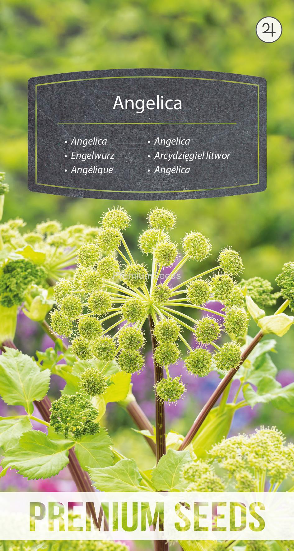 WORLD 60007428PA.indd Angelica - seeds