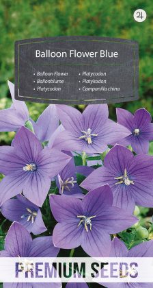 Balloon Flower Blue - seeds
