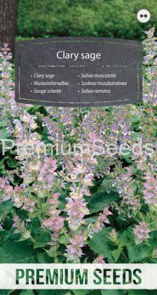 Clary sage - seeds