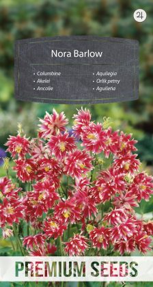 Columbine Nora Barlow - seeds