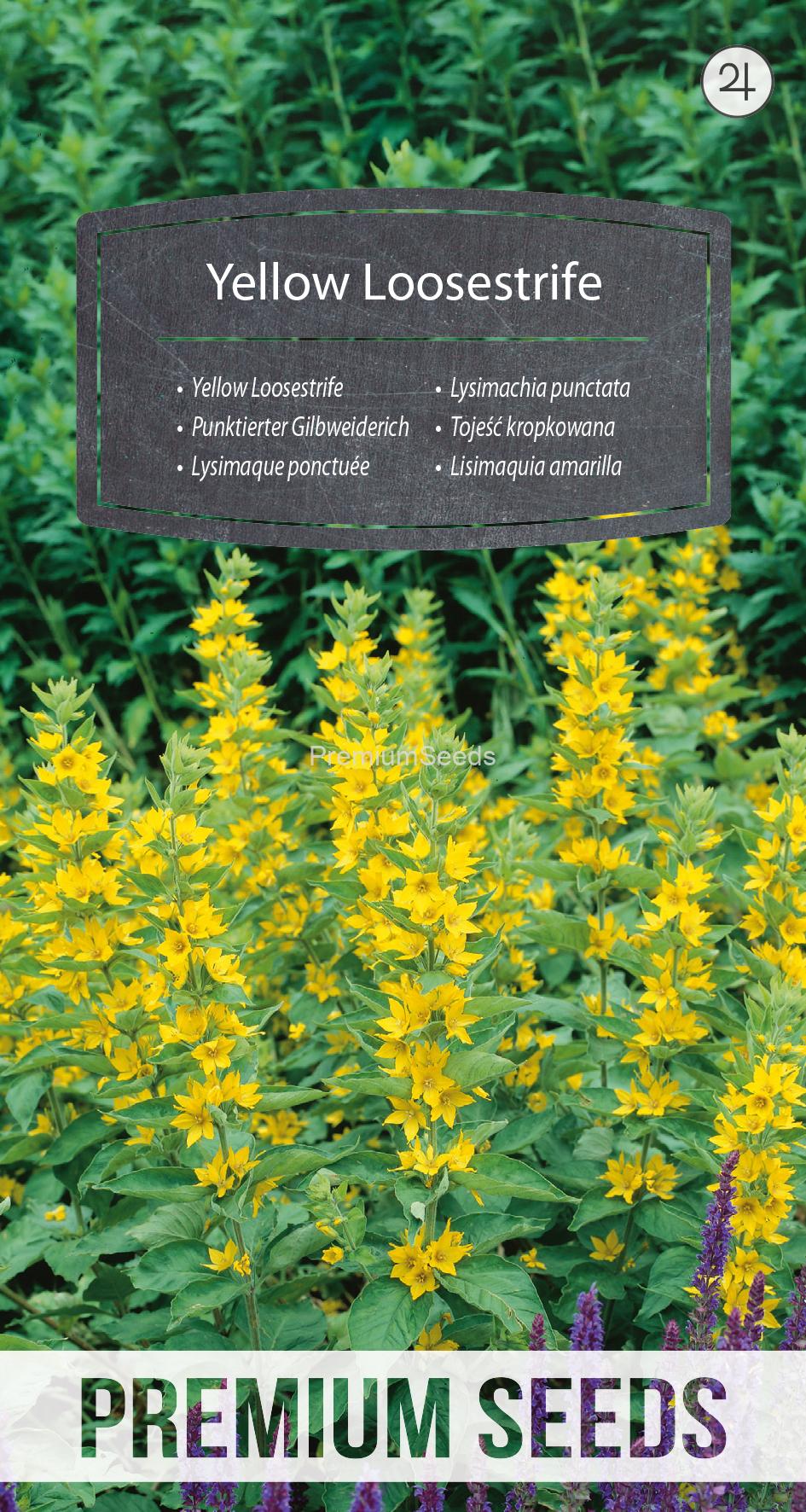 WORLD N 090 7556.indd Yellow Loosestrife - seeds