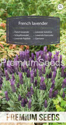French lavender - seeds