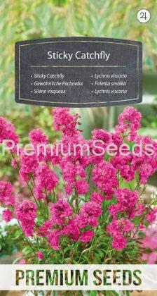 Sticky Catchfly - seeds