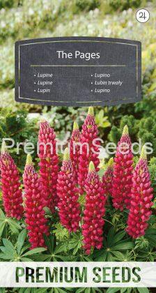 Lupine The Pages - Samen