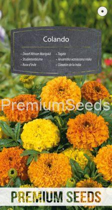 Studentenblume Colando - Samen