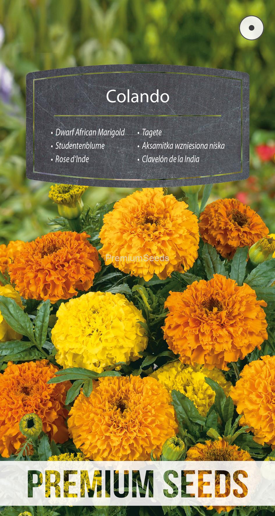 WORLD N 150 8866.indd Dwarf African Marigold Colando - seeds