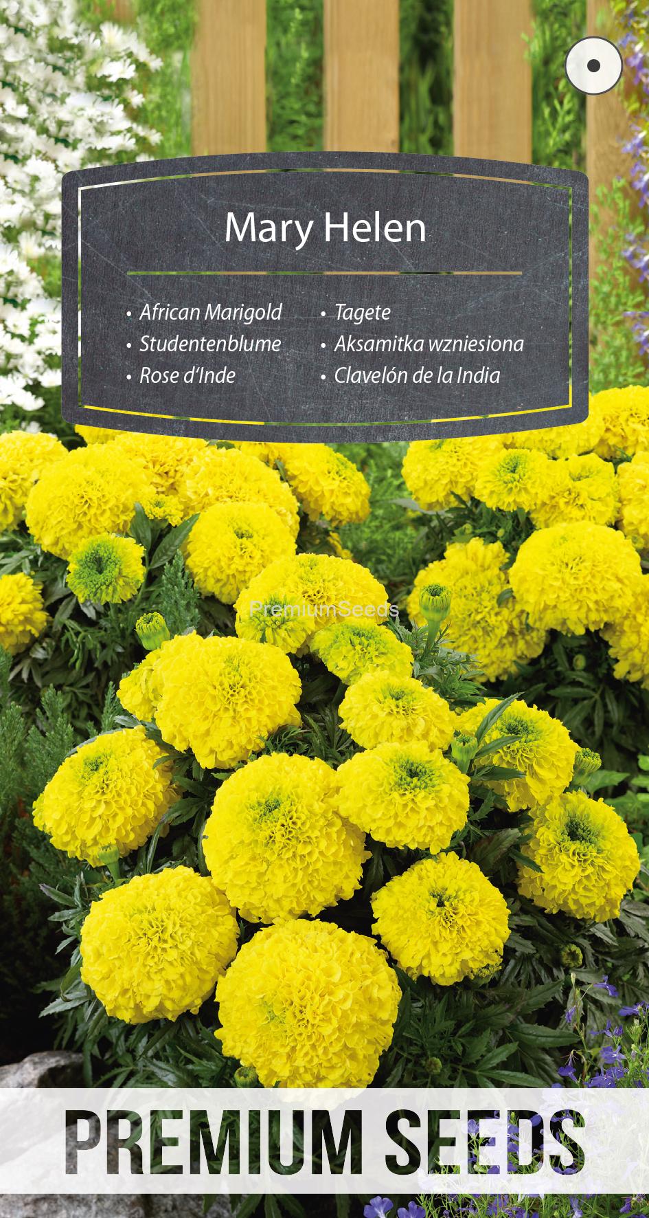 WORLD N 151 3010.indd Studentenblume Mary Helen - Samen