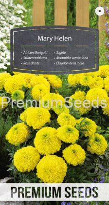 African Marigold Mary Helen - seeds
