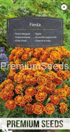 French Marigold Fiesta - seeds