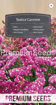 Statice Carmine - seeds