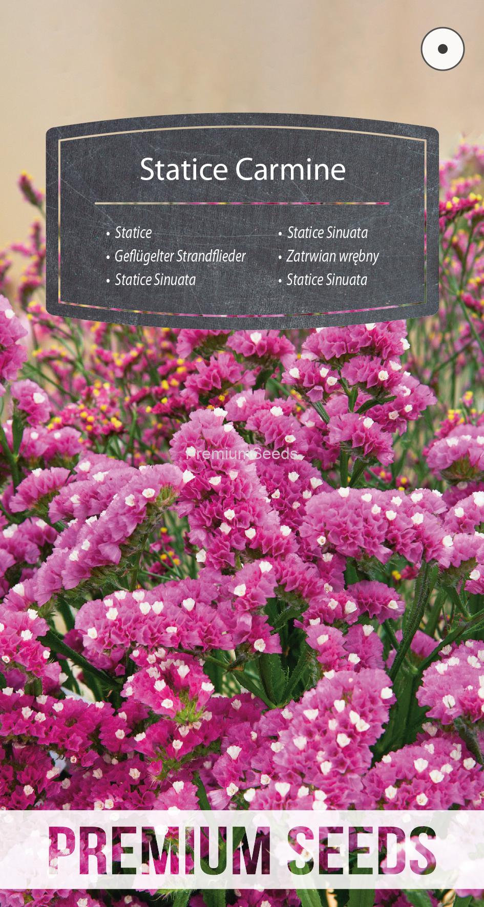 WORLD N 151 4706.indd Statice Carmine - seeds