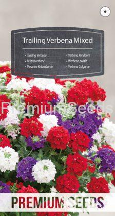 Trailing Verbena Mixed - seeds