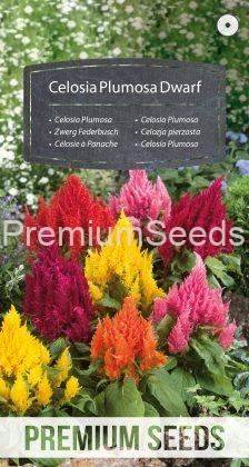 Celosia Plumosa Dwarf Mixed - seeds