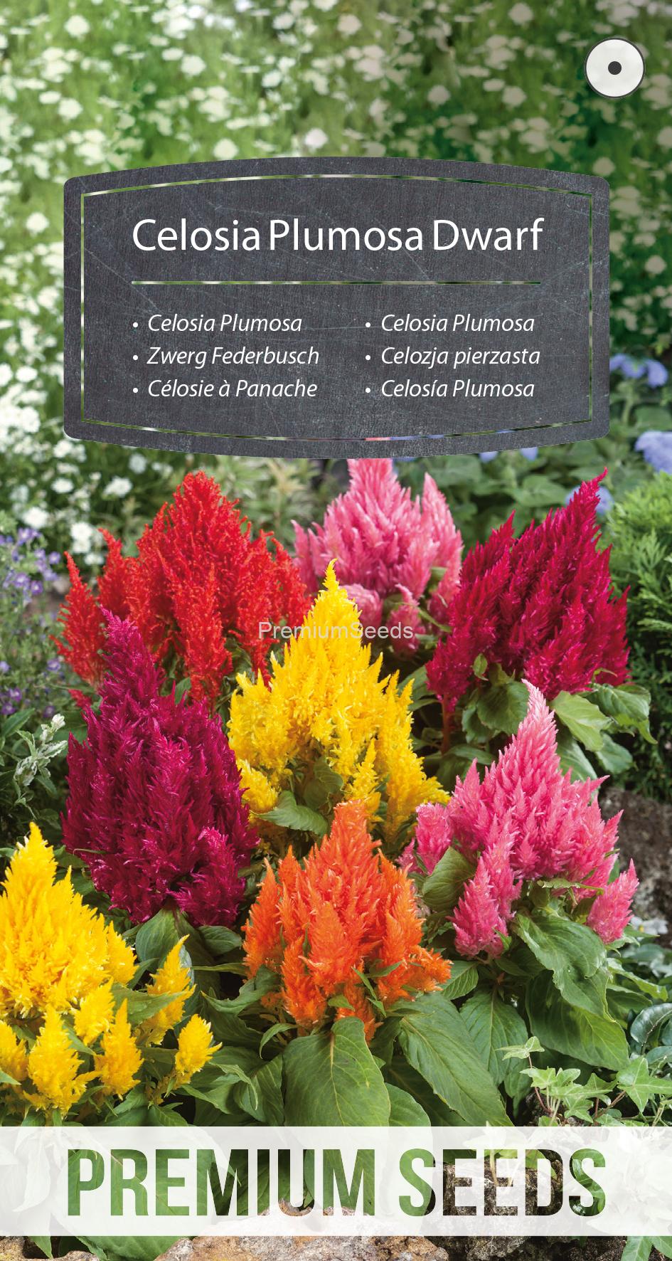 WORLD N 151 7559.indd Celosia Plumosa Dwarf Mixed - seeds