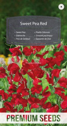 Edelwicke Rote - Samen